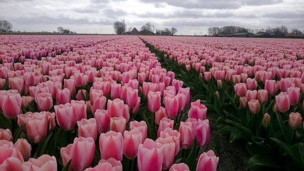 Campo di tulipani. Credits: foto courtesy by Tulipani Italiani (FB)