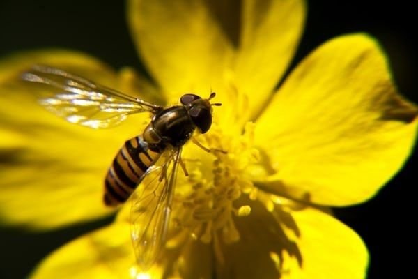 Weekend: cosa fare a Milano fino a domenica 15 settembre: festival della biodiversità