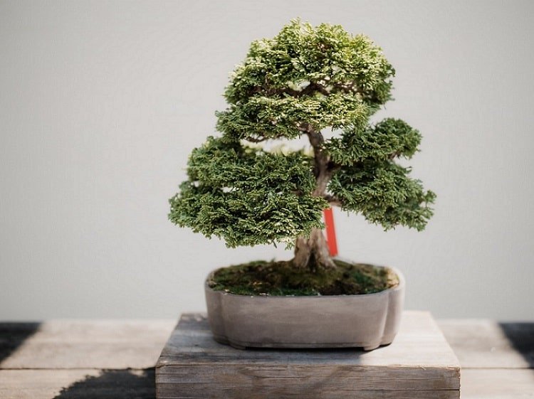 Cosa fare a milano fino a domenica 23 febbraio: Bonsai Festival