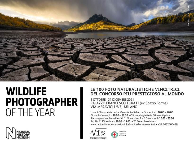 Weekend, eventi a Milano: da venerdì 1 ottobre la mostra WILDLIFE Photographer of The Year