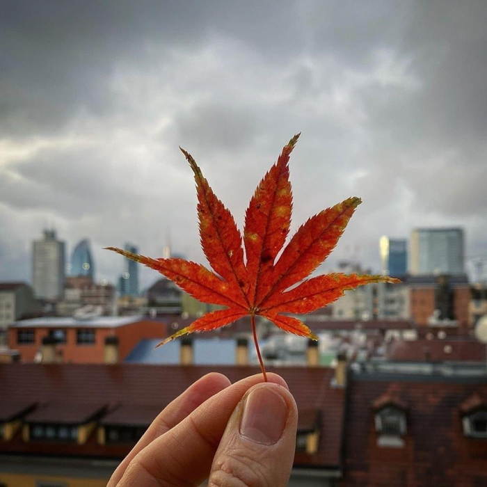 autunno a Milano e lo skyline della città