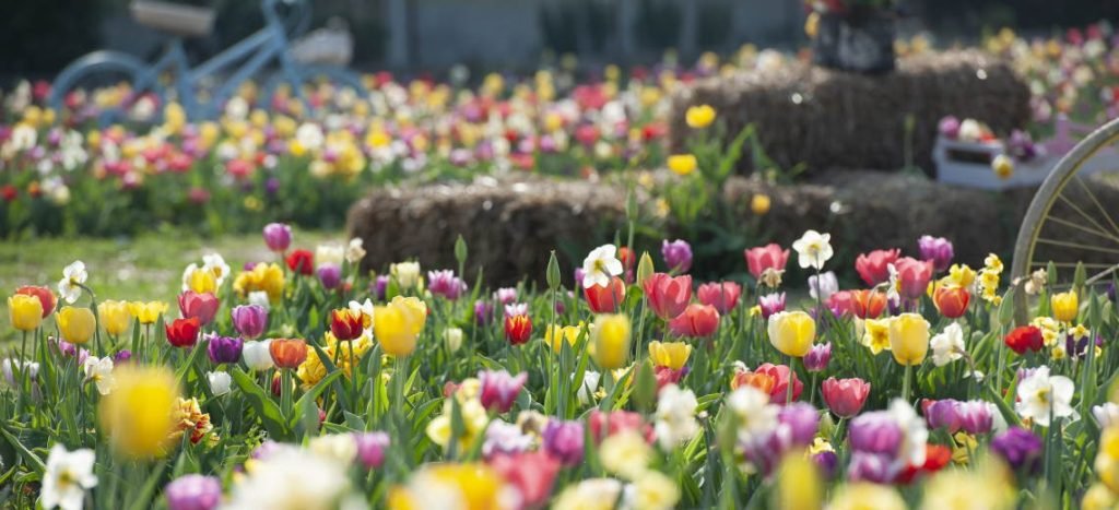 Tulipania: a due passi da Milano un labirinto per sognare tra 220 mila tulipani