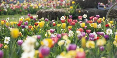 Tulipania: a due passi da Milano un labirinto per sognare tra 220 mila tulipani