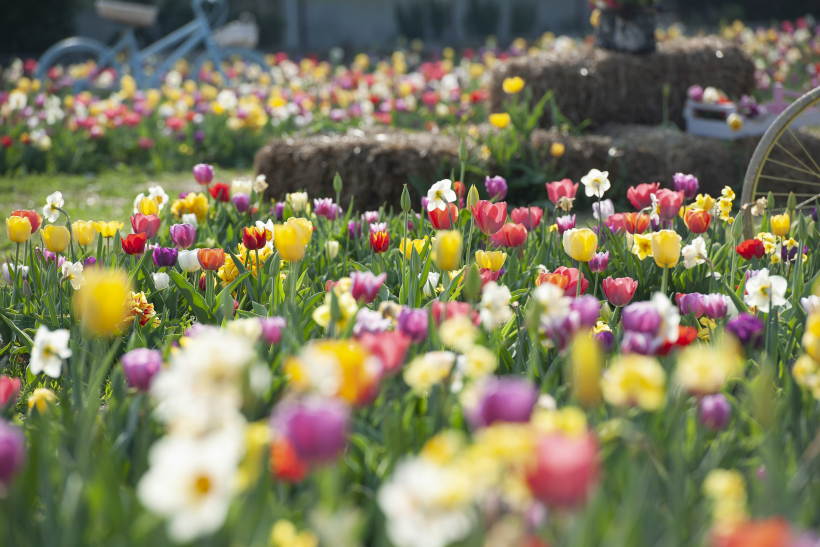 Tulipania: a due passi da Milano un labirinto per sognare tra 220 mila tulipani