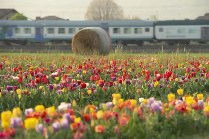 Riapre Tulipania a Terno d’Isola, non lontano da Milano