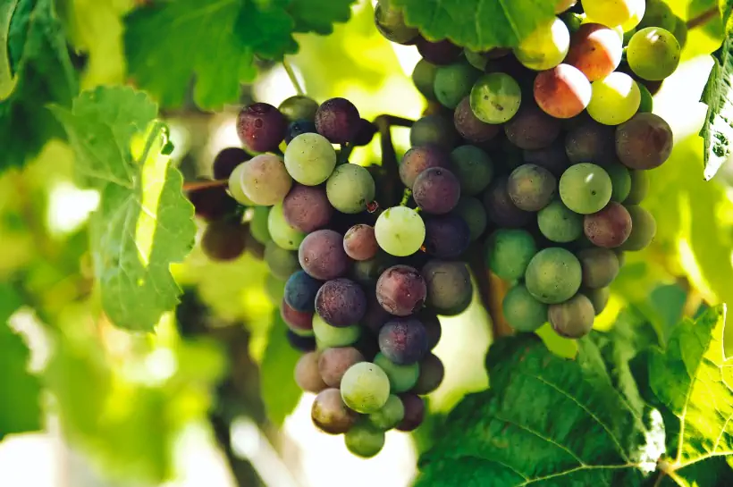 grappoli di uva per produzione vini biologici