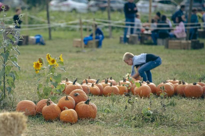 Pumpkin patch Tulipania: i bimbi scelgono e trasportano la propria zucca