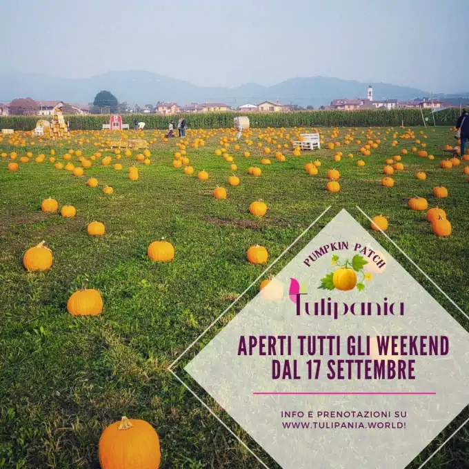 Vicino Milano apre Tulipania Pumpkin Patch, la raccolta delle zucche più bella d’Italia