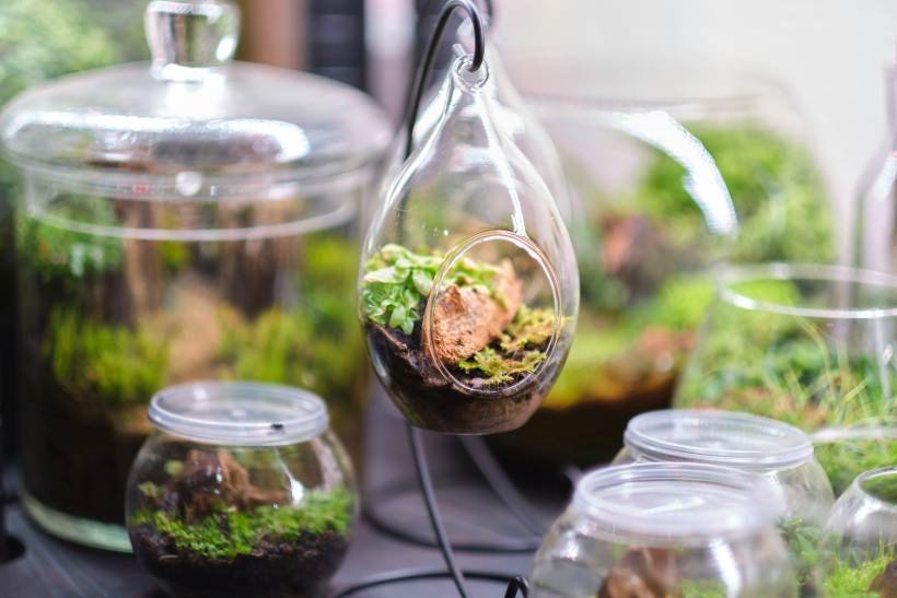 Workshop Terrarium Bonsai con Japan tea experience a Milano