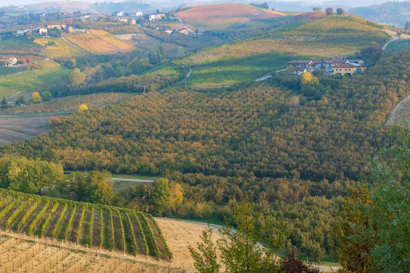 Barolo - vista panoramica di un vigneto in collina