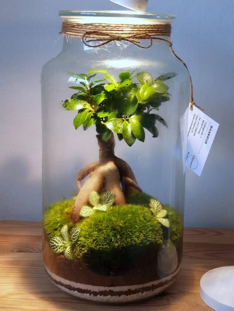 Workshop Terrarium Bonsai con Japan tea experience a Milano