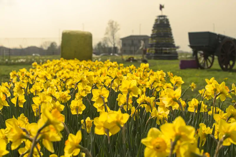 Tulipania 2024: aperto vicino Milano il campo dei tulipani da raccogliere