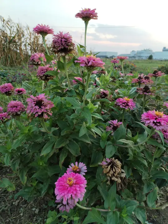 Campo della Biodiversità di Tutto Zucche ad Andezeno